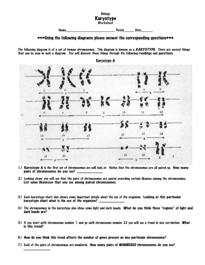 Answer Key Biology Karyotype Worksheet Answers