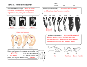 NOTES 16.4 EVIDENCE OF EVOLUTION Comparative Embryology