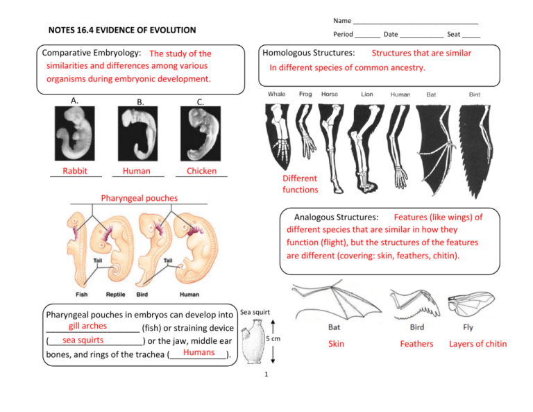 Evidence Of Evolution Comparative Embryology Worksheet Answers