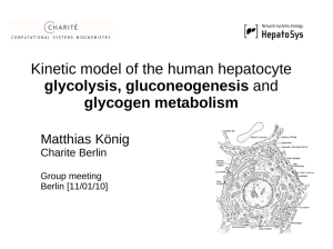 Kinetic model of the human hepatocyte glycolysis, gluconeogenesis