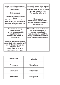 Cell Cycle – Mitosis Worksheet (Answer Sheet)