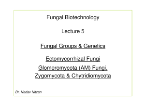 Fungal Biotechnology Lecture 5 Fungal Groups