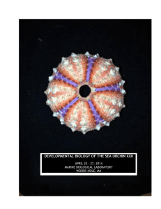 developmental biology of the sea urchin xxii
