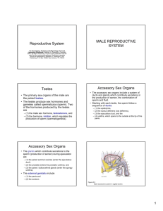 PowerPoint Notes for Reproductive System