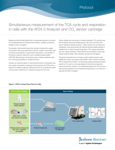 Simultaneous measurement of the TCA cycle and respiration
