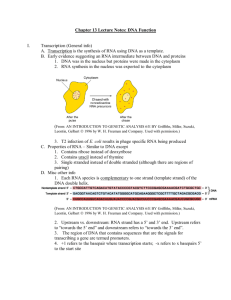 Chapter 13 Lecture Notes: DNA Function I. Transcription (General