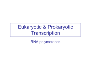 Eukaryotic & Prokaryotic Transcription