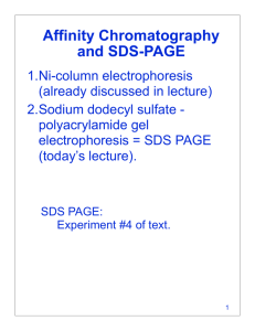 Affinity Chromatography and SDS-PAGE