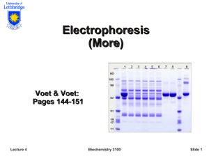 Electrophoresis - U of L Personal Web Sites