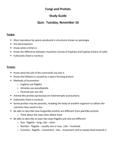 Fungi and Protists Study Guide Quiz: Tuesday, November 16
