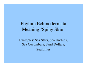 Phylum Echinodermata Meaning 'Spiny Skin'