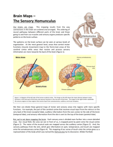 Brain Maps – The Sensory Homunculus