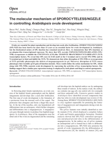 The molecular mechanism of SPOROCYTELESS/NOZZLE in