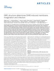 GM1 structure determines SV40-induced membrane invagination