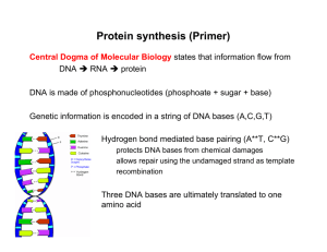 Protein Synthesis (primer) Central Dogma Of Molecular Biology