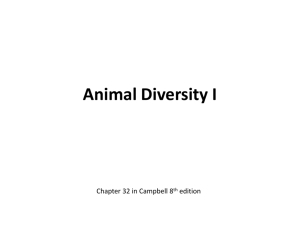 Animal Diversity I