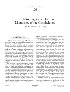28 Correlative Light and Electron Microscopy of the Cytoskeleton