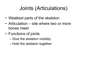 Joints (Articulations)