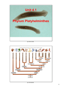 Unit 4.1 Phylum Platyhelminthes - Jutzi
