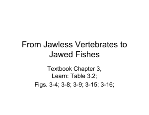 From Jawless Vertebrates to Jawed Fishes