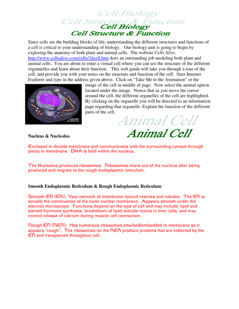 Cells Alive Meiosis Phase Worksheet Answers Nidecmege