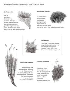 mosses-and-liverwort..