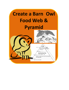 Create a Barn Owl Food Web & Pyramid