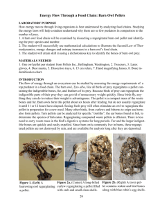 Energy Flow Through a Food Chain: Barn Owl Pellets