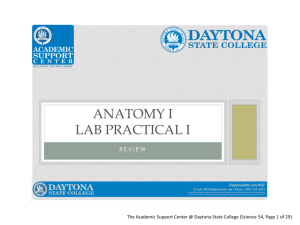 Anatomy I Lab Practical I Presentation