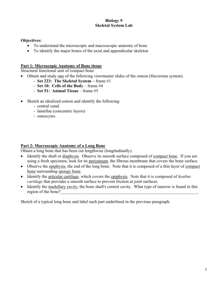 Biology 9 Skeletal System Lab