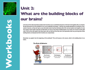 Unit 2: What are the building blocks of our brains?