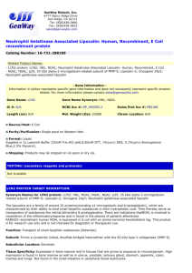 Neutrophil Gelatinase Associated Lipocalin: Human, Recombinant