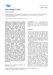 Auxin biology in roots