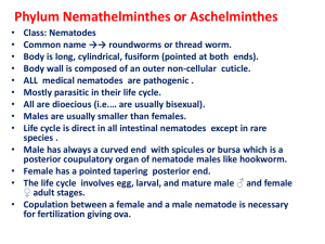 Phylum Nemathelminthes or Aschelminthes