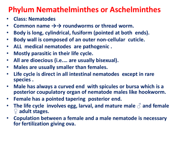nemathelminthes phylum)