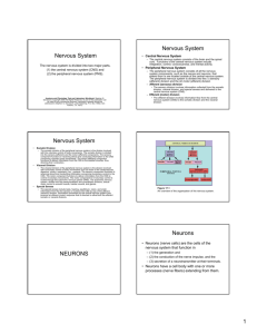 Nervous System - MyBiologyWeb.com