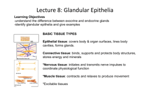 Lecture 8: Glandular Epithelia