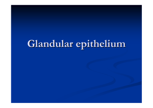 Glandular epithelium