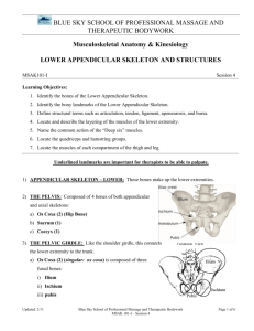 Musculoskeletal Anatomy & Kinesiology LOWER APPENDICULAR