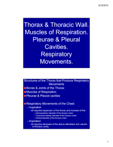 Thorax & Thoracic Wall