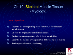 Chapter 10- Muscle Tissue