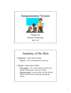 Integumentary System Anatomy of the Skin