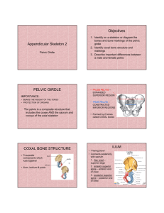 Appendicular Skeleton 2 Objectives PELVIC GIRDLE COXAL BONE