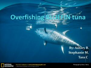Overfishing BLUEFIN tuna