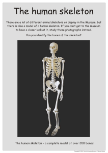 The human skeleton - Oxford University Museum of Natural History