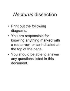 Nectarus Internal Anatomy