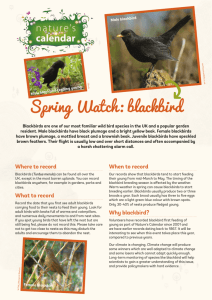 blackbird - The Woodland Trust