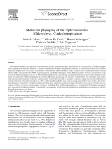 Molecular phylogeny of the Siphonocladales (Chlorophyta
