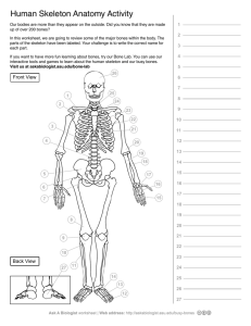 Human Skeleton Anatomy Activity