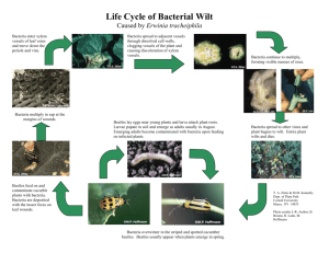 Life Cycle of Bacterial Wilt - Vegetable MD Online
